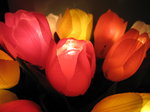 SX00018 Plastic tulip lights.jpg